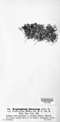Scytinium pulvinatum image